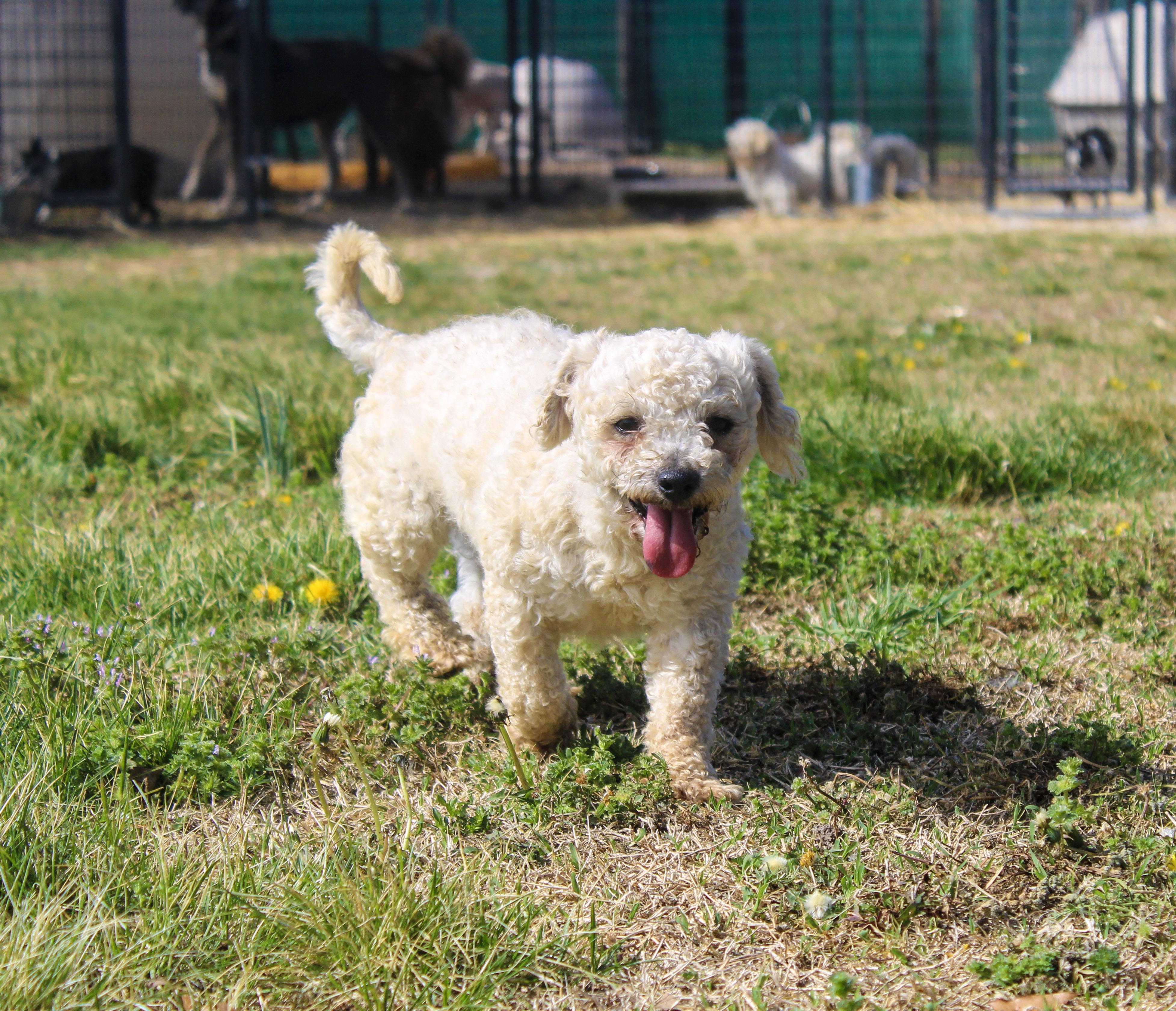 Shaune, ADOPTABLE, Adult Male Bichon Frise & Shih Tzu.