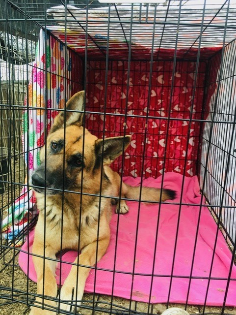 Miss KC, Adoptable, Adult Female German Shepherd Dog.