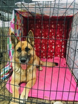 Miss KC, a Adoptable German Shepherd Dog in Haslet, TX image 2/6