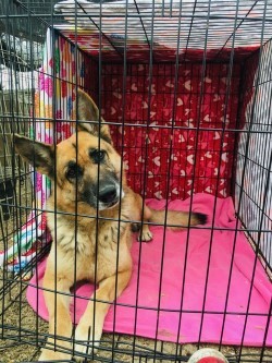 Miss KC, a Adoptable German Shepherd Dog in Haslet, TX image 3/6