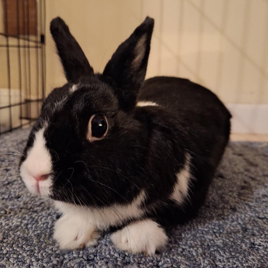 Enlarge Loopy, a Adoptable Dutch in Miami, FL image 1/4