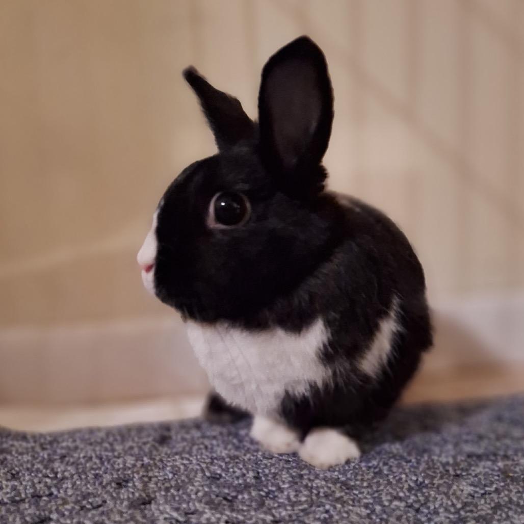 Enlarge Loopy, a Adoptable Dutch in Miami, FL image 2/4