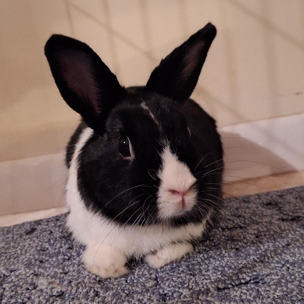 Enlarge Loopy, a Adoptable Dutch in Miami, FL image 3/4