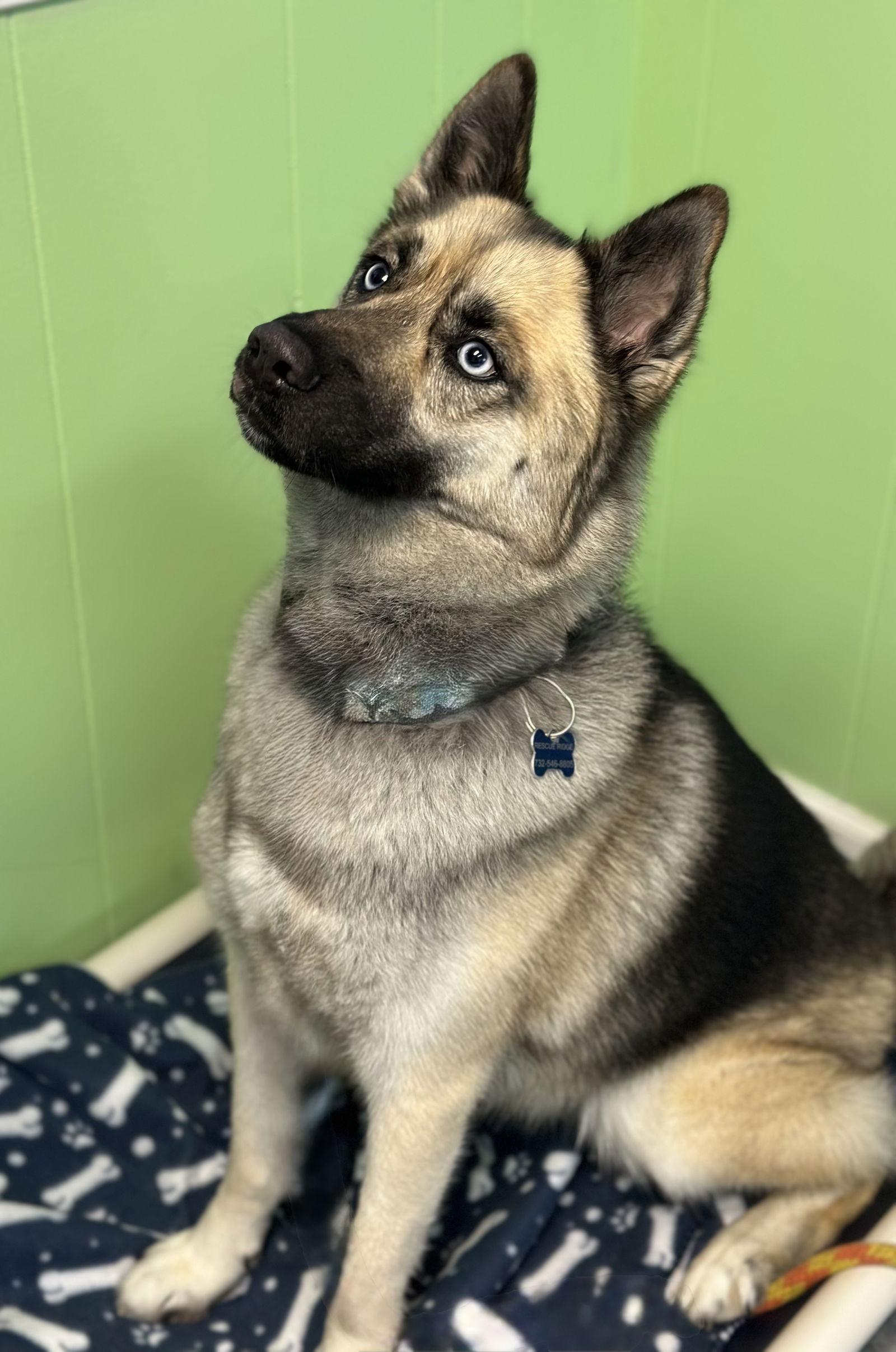 Enlarge Dante, a Adoptable mixed breed in Spring Lake, NJ image 3/3