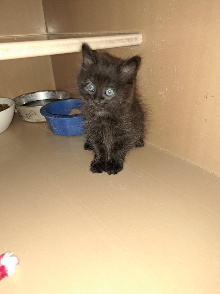 Walker, Adoptable, Kitten Male Domestic Long Hair.