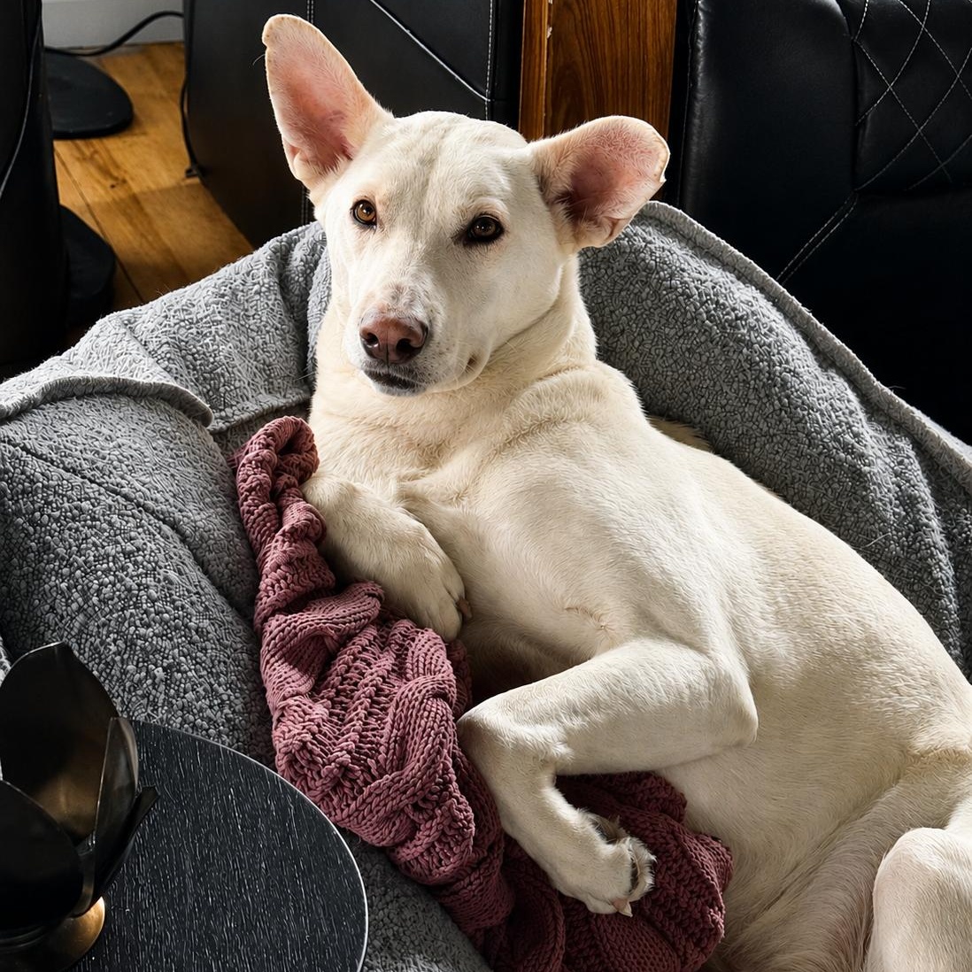 Bob, a Adoptable mixed breed in Chatham, NJ image 2/5