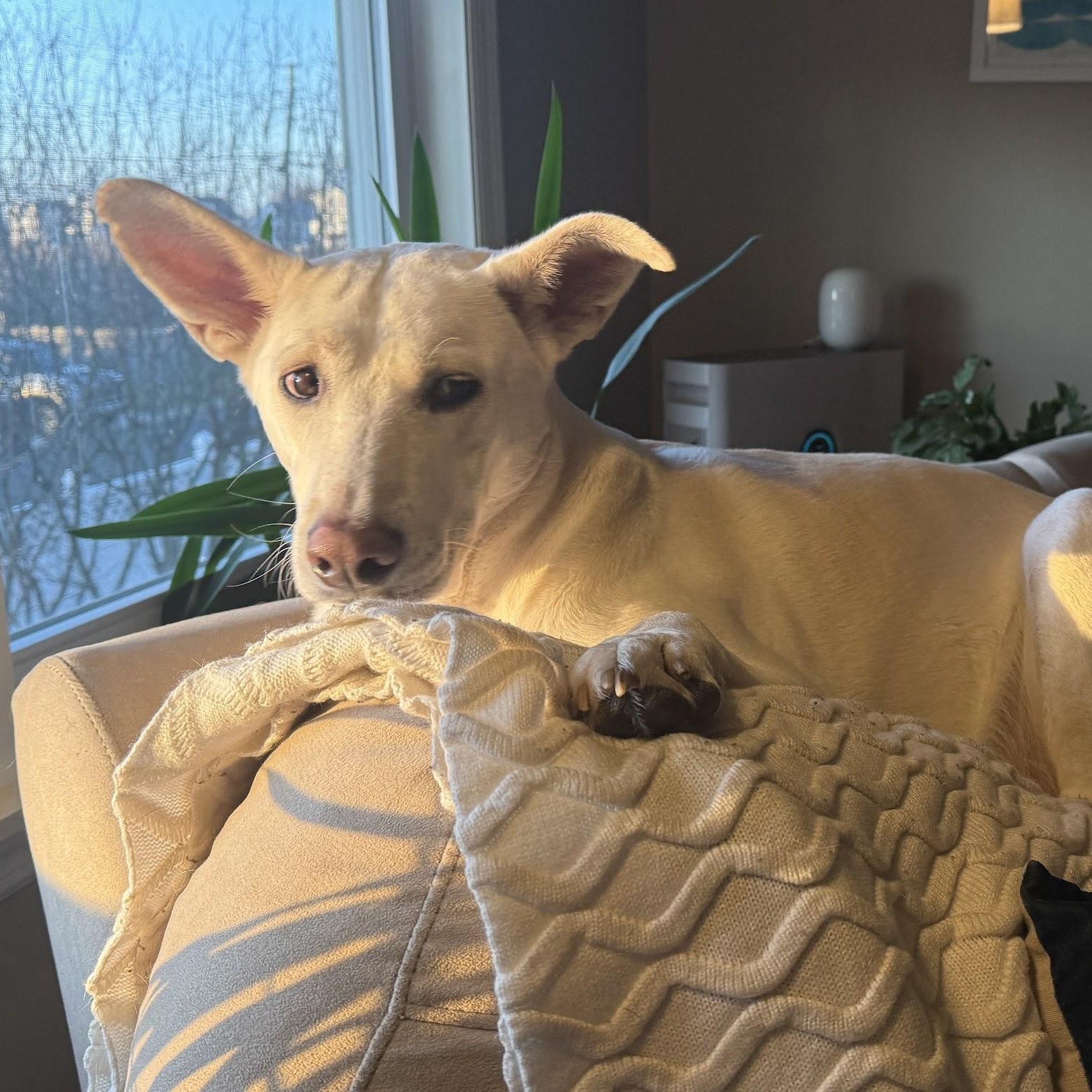 Bob, a Adoptable mixed breed in Chatham, NJ image 5/5