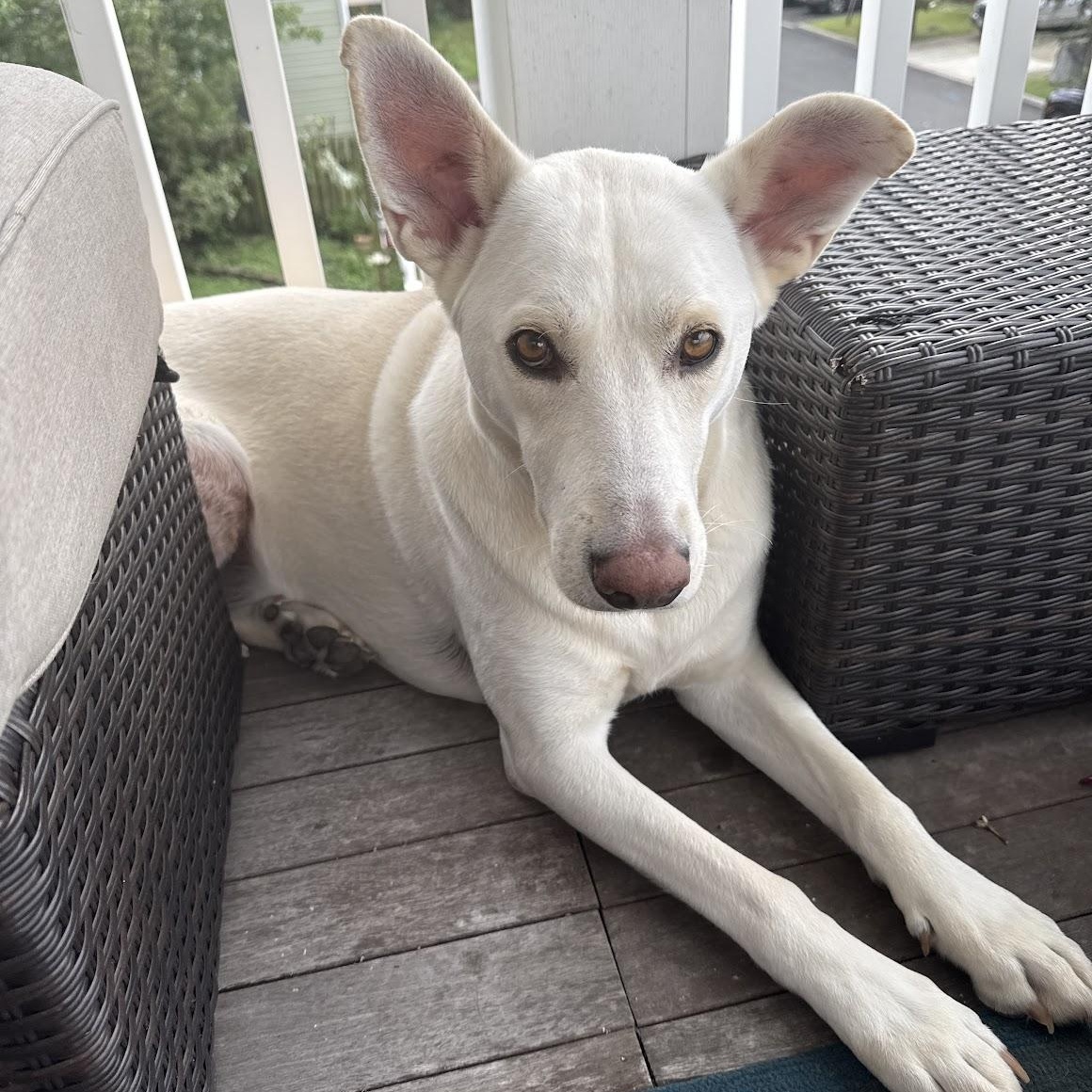 Bob, Adoptable, Adult Male White German Shepherd & Carolina Dog.
