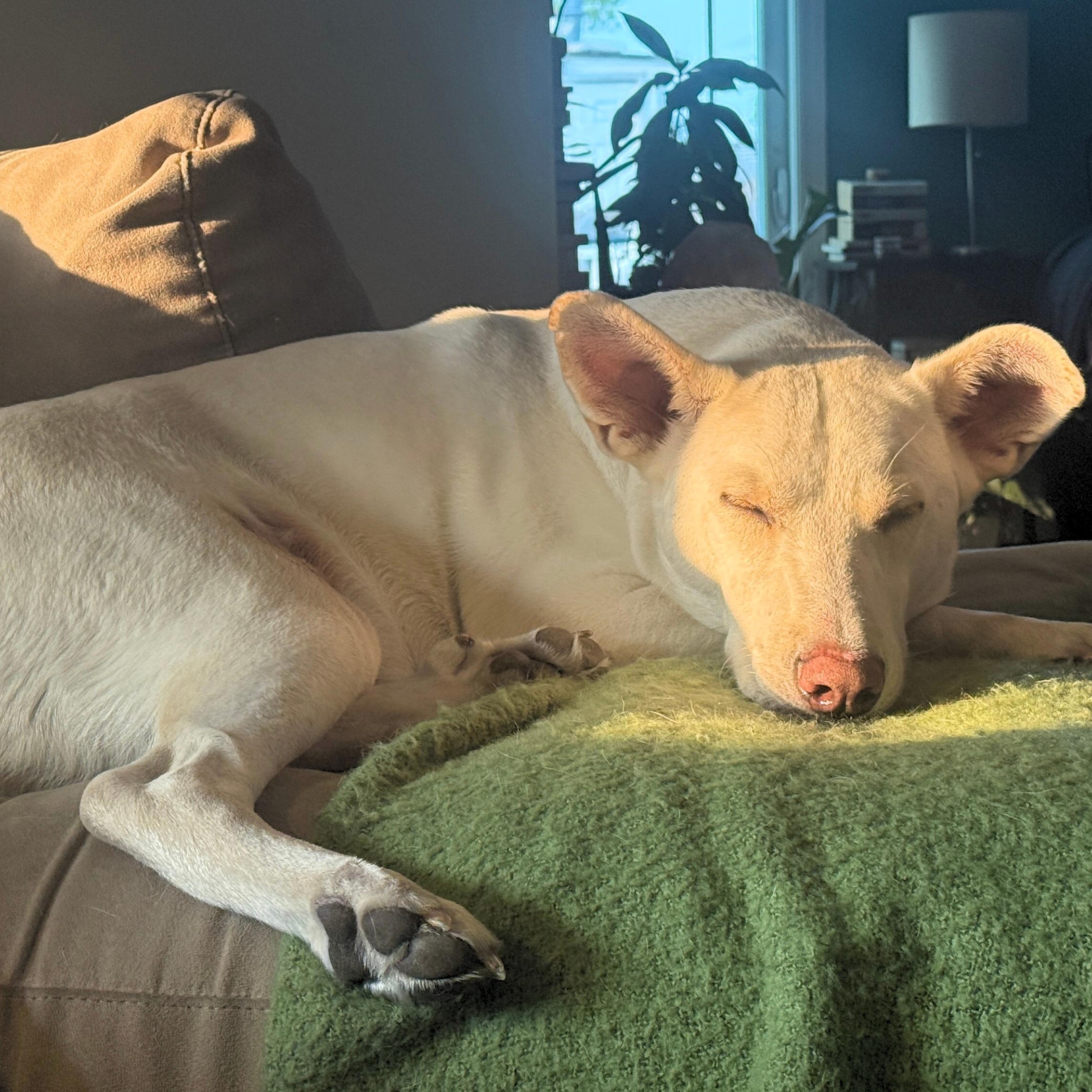 Bob, a Adoptable mixed breed in Chatham, NJ image 3/5