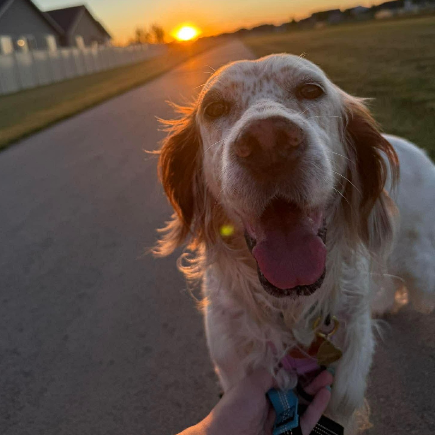 Sydney, a Adoptable Setter in Meridian , ID image 6/6