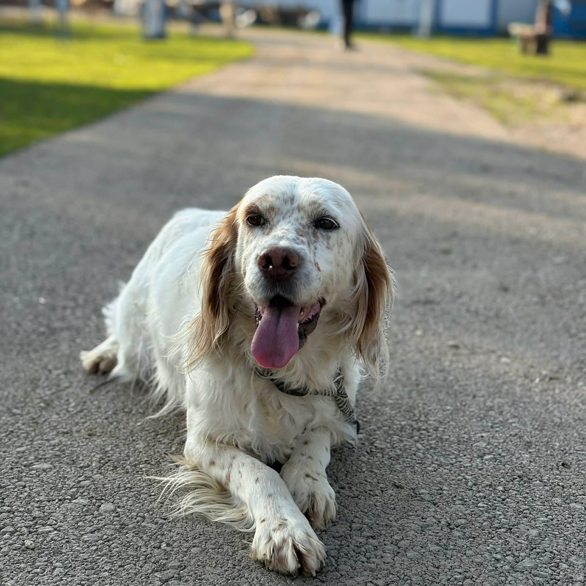 Sydney, a Adoptable Setter in Meridian , ID image 4/6