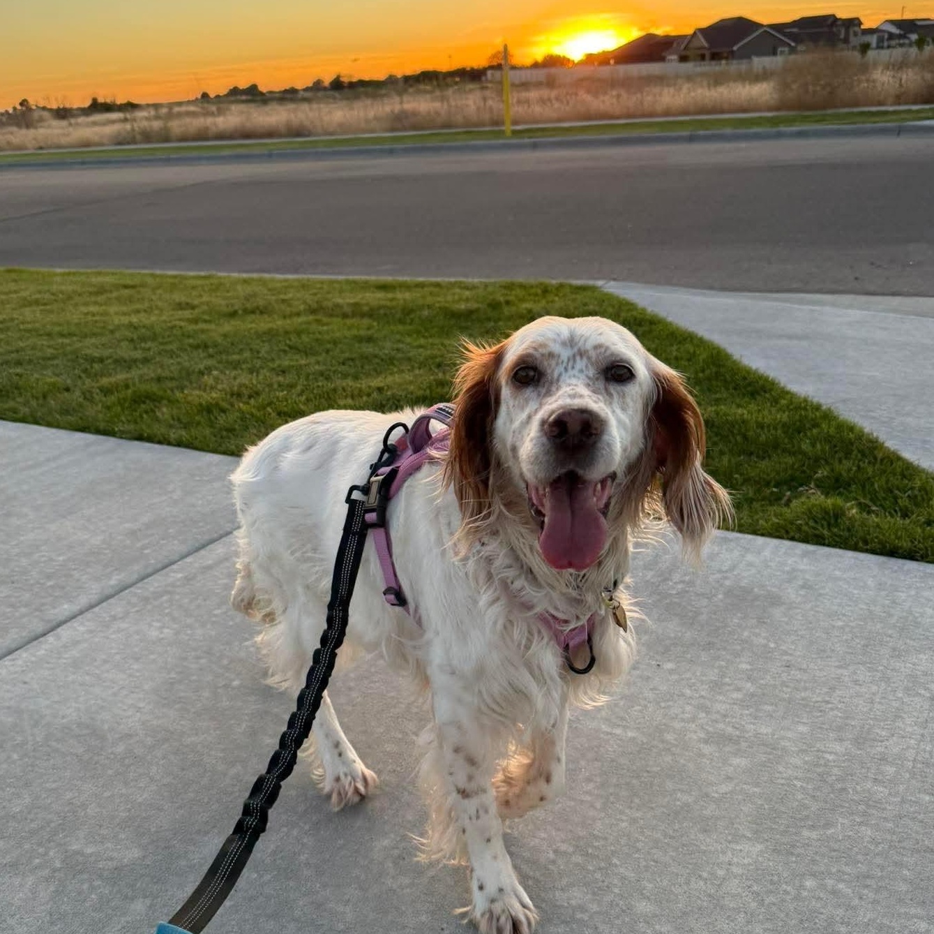 Sydney, a Adoptable Setter in Meridian , ID image 5/6