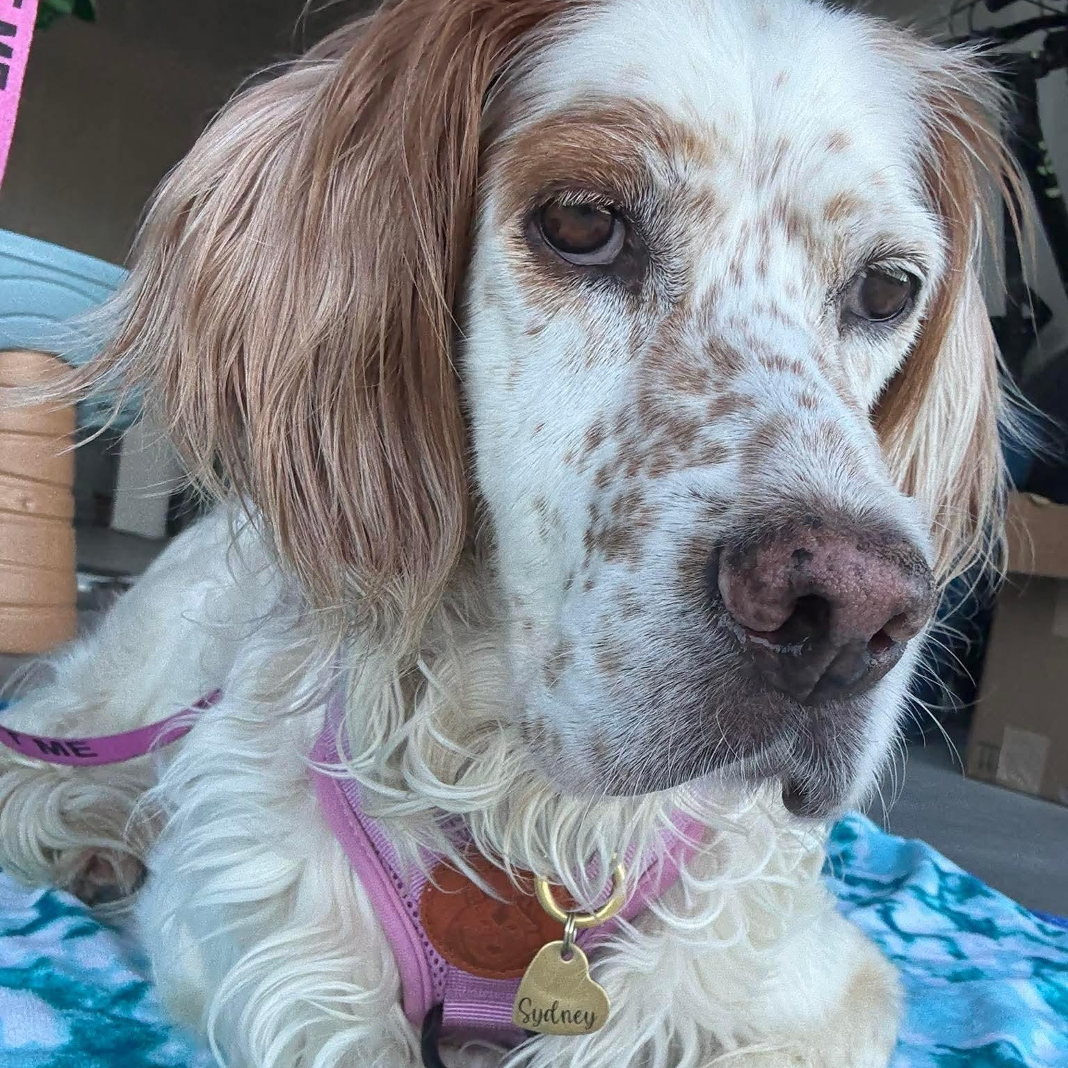 Sydney, Adoptable, Adult Female Setter.