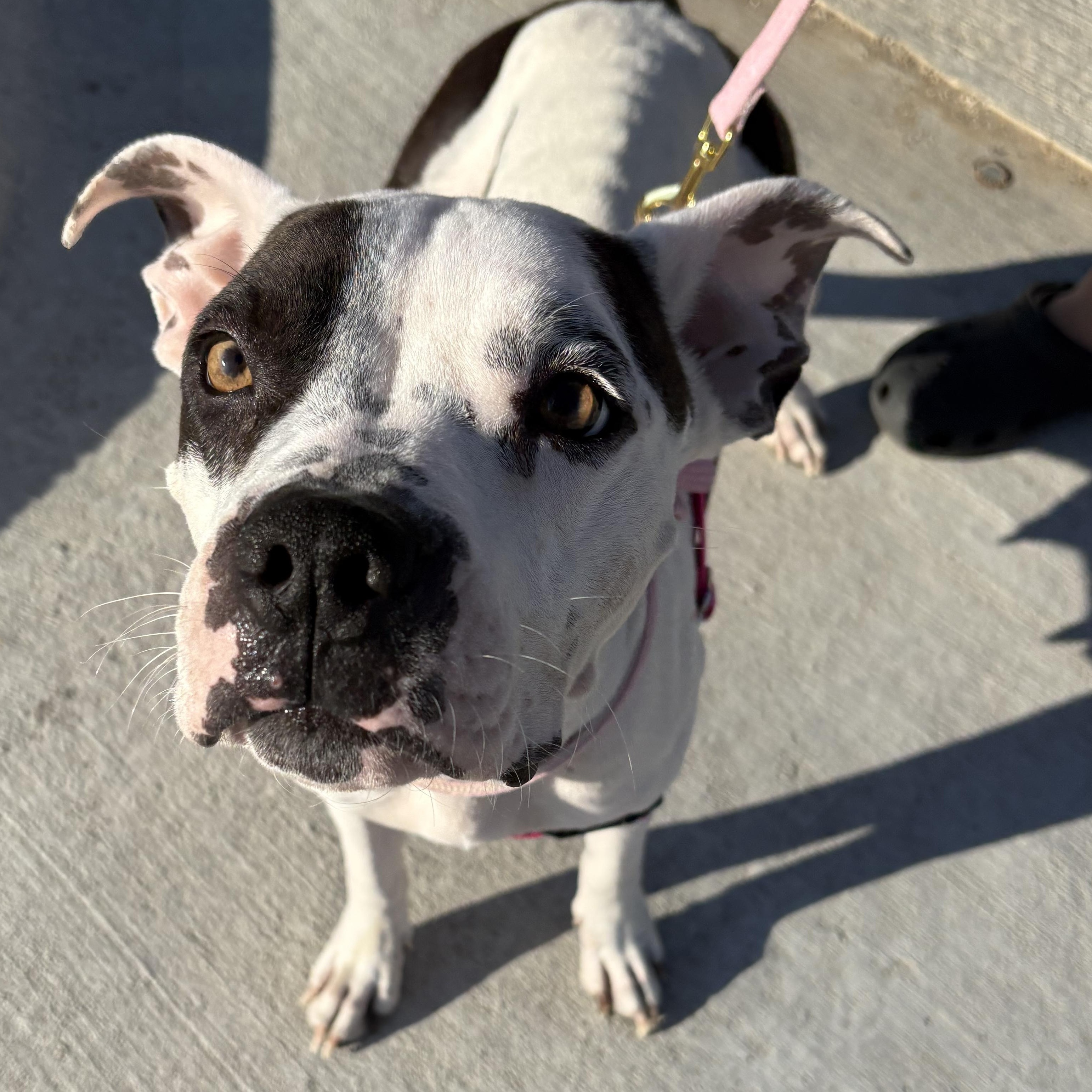 Enlarge Penelope, a Adoptable mixed breed in Indianapolis, IN image 4/6