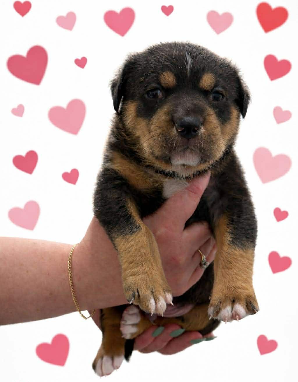 Gizmo, a Adopted mixed breed in San Bernardino, CA image 1/3