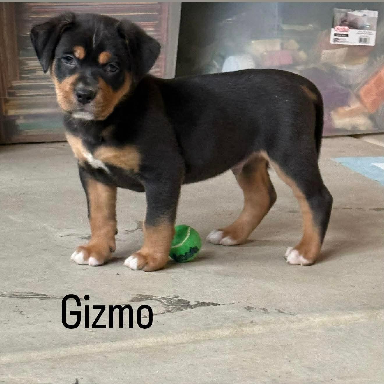 Gizmo, a Adopted mixed breed in San Bernardino, CA image 2/3