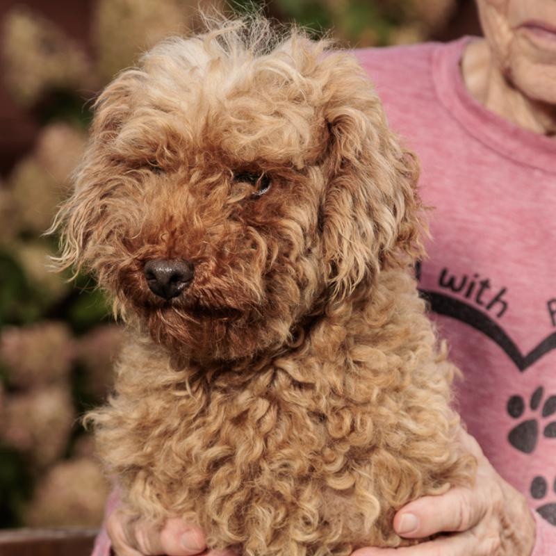 Evangeline, Adoptable, Young Female Miniature Poodle.