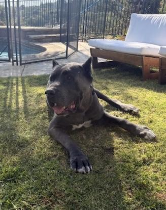 Enlarge Mr Mastiff, a ADOPTABLE Mastiff in Camarillo, CA image 1/1