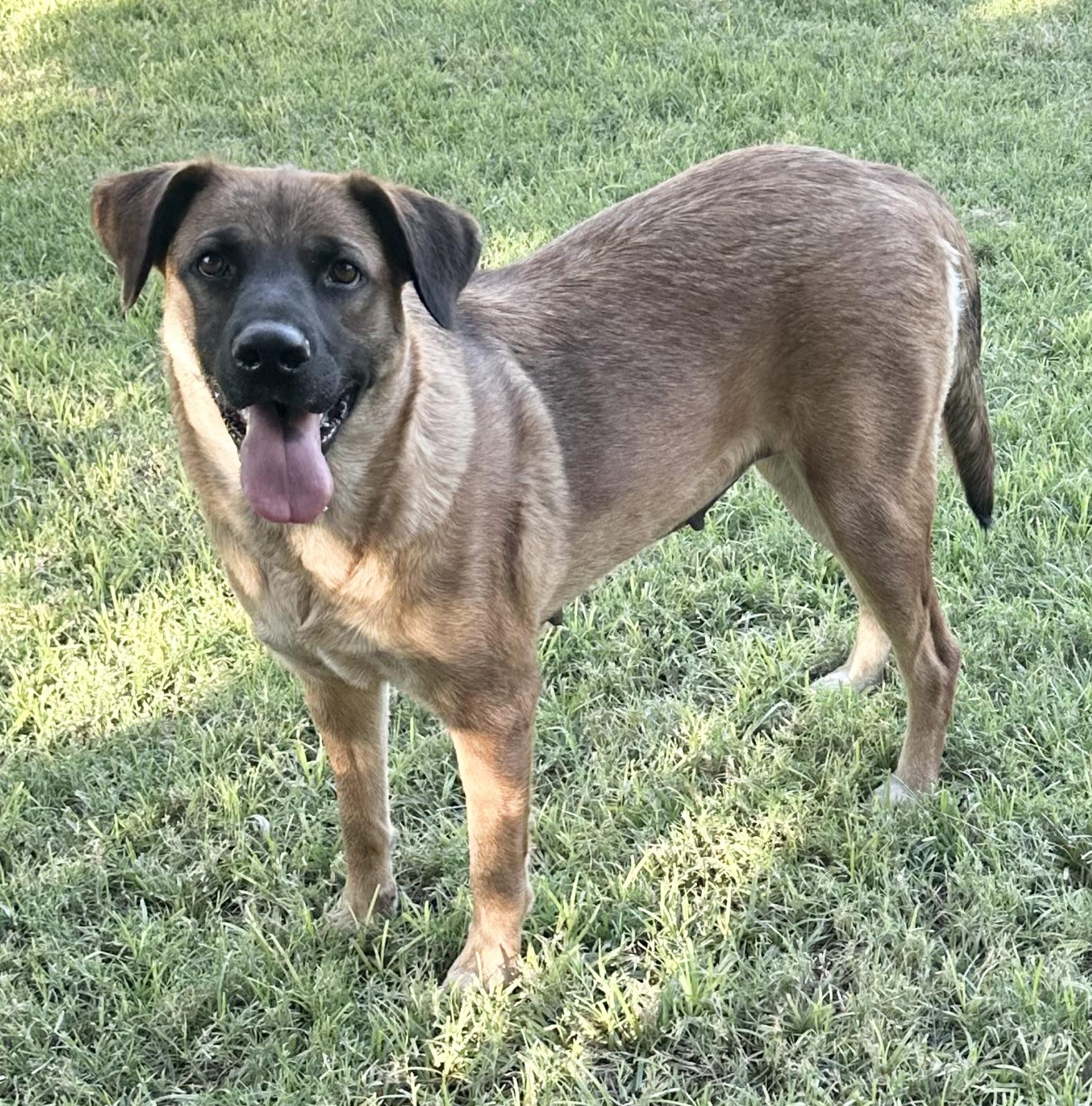 Candy, a Adoptable mixed breed in Phoenix, AZ image 2/5