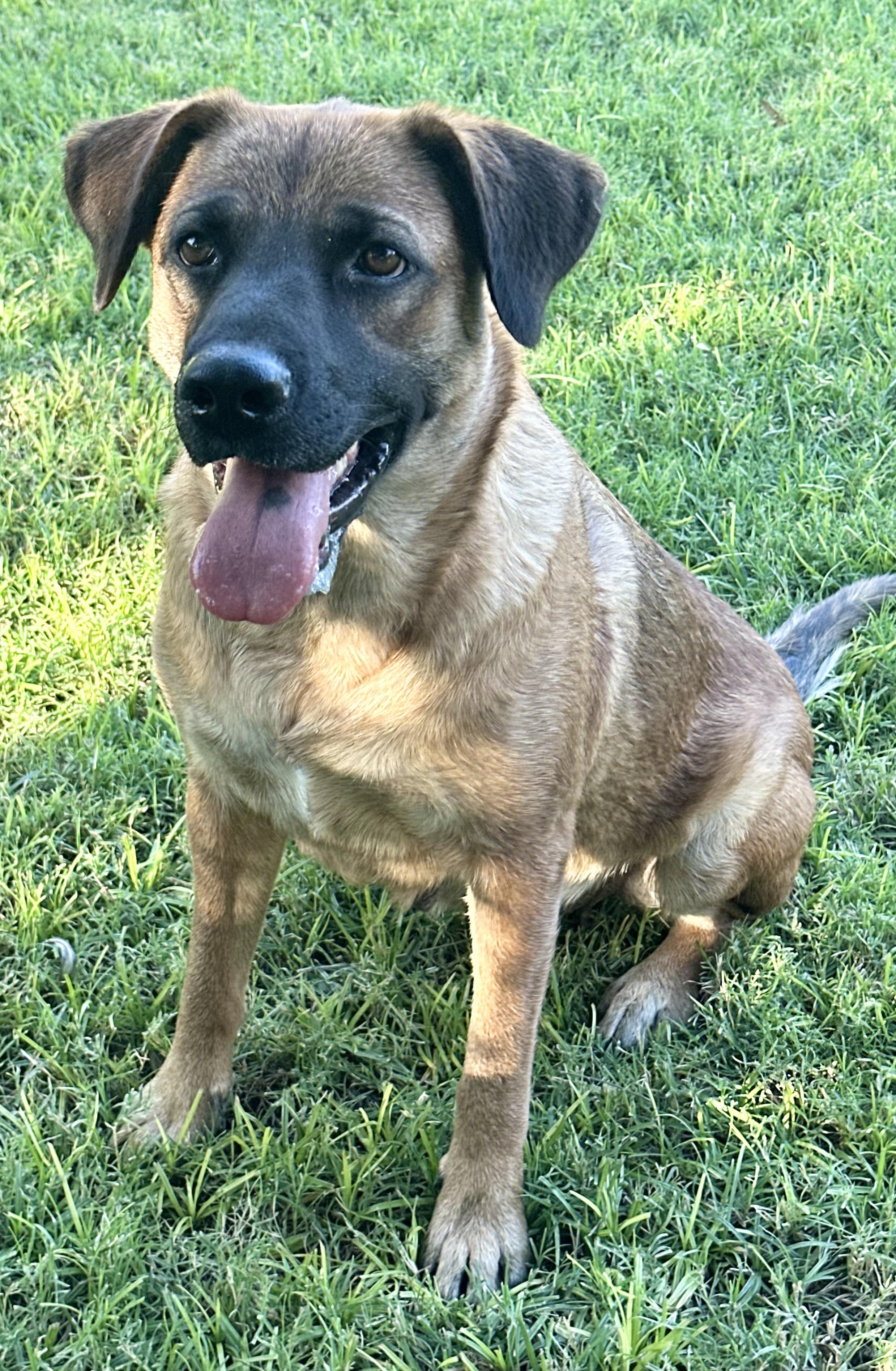 Candy, a Adoptable mixed breed in Phoenix, AZ image 3/5