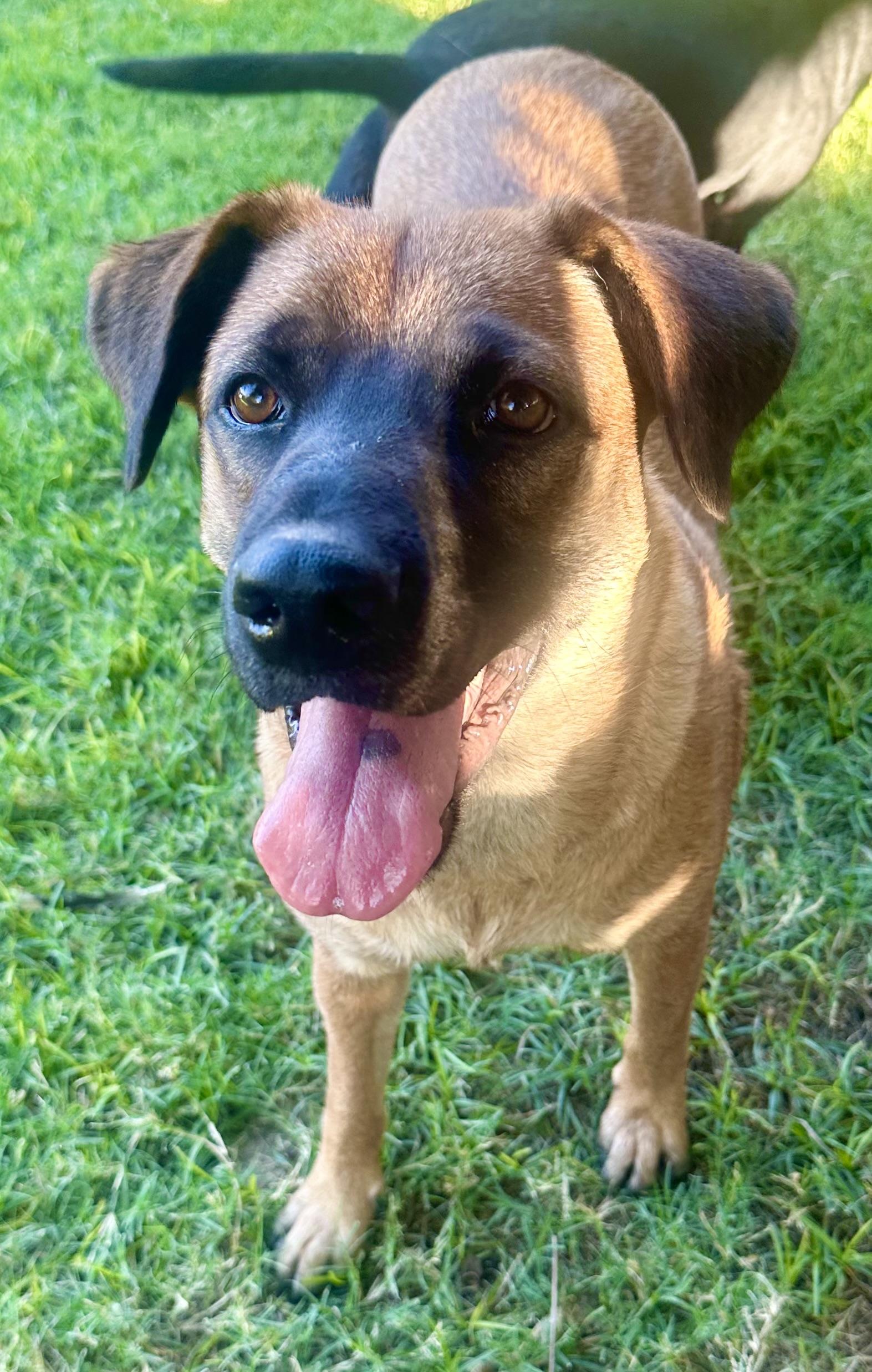 Candy, a Adoptable mixed breed in Phoenix, AZ image 4/5