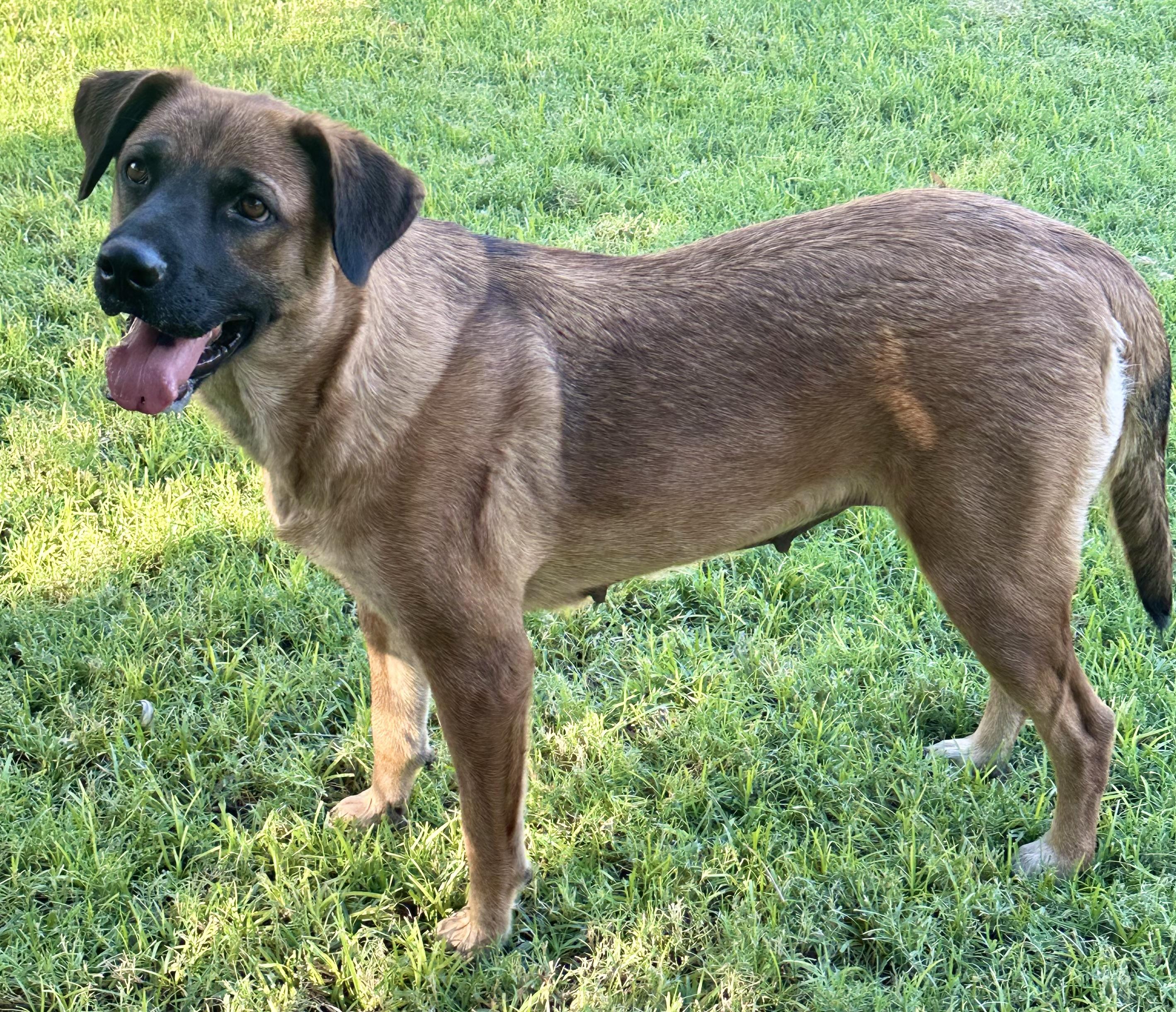 Candy, a Adoptable mixed breed in Phoenix, AZ image 5/5