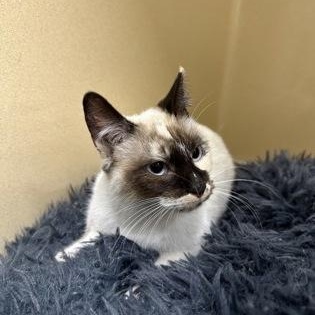 Enlarge Rosalina, an adopted mixed breed in Converse, TX image 2/2