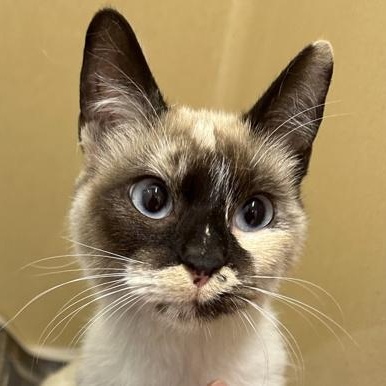 Rosalina, adopted, Young Female Snowshoe.