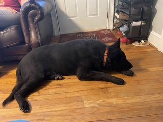 Enlarge Jaeger, an adopted German Shepherd Dog in Roswell, GA image 3/4