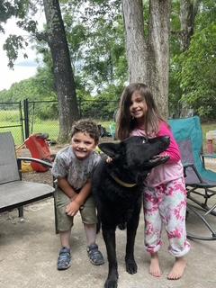 Enlarge Jaeger, an adopted German Shepherd Dog in Roswell, GA image 2/4