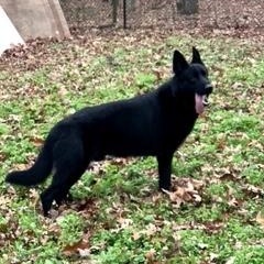 Enlarge Jaeger, an adopted German Shepherd Dog in Roswell, GA image 1/4