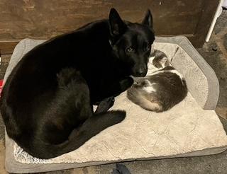 Enlarge Jaeger, an adopted German Shepherd Dog in Roswell, GA image 4/4