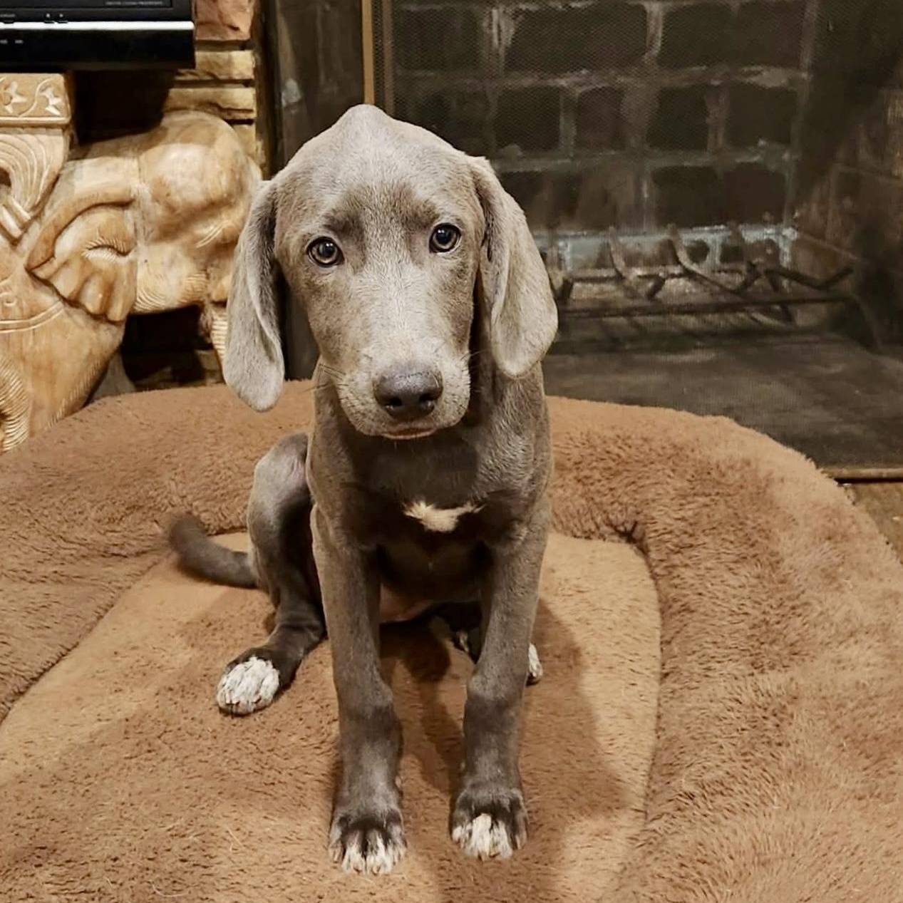 Catalina, Adopted, Puppy Female Weimaraner.