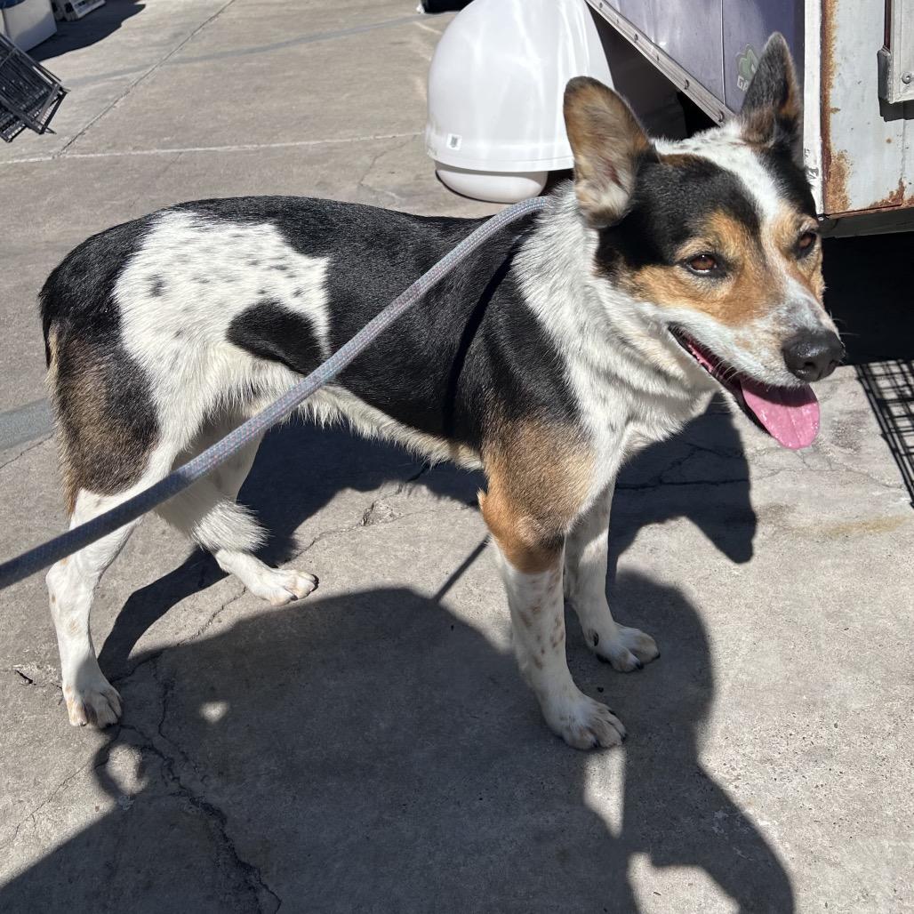 Oree (C000-070) - Chino Hills Location, Adoptable, Adult Male Cattle Dog.