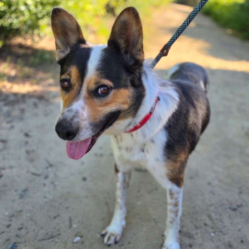 Enlarge Oree (C000-070) - Chino Hills Location, a Adoptable Cattle Dog in Chino Hills, CA image 2/6