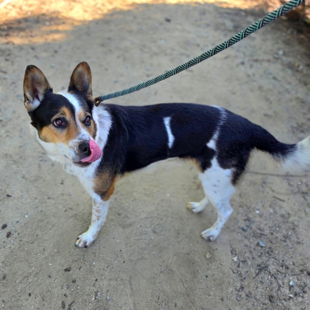 Enlarge Oree (C000-070) - Chino Hills Location, a Adoptable Cattle Dog in Chino Hills, CA image 3/6