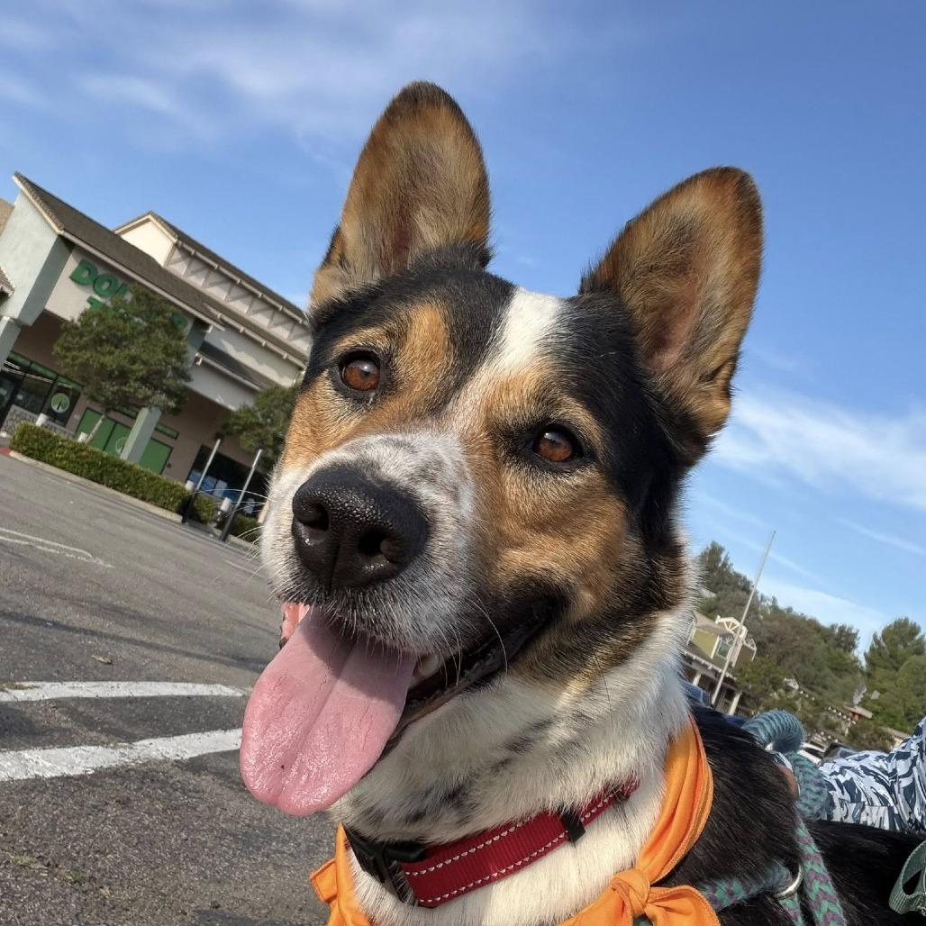 Enlarge Oree (C000-070) - Chino Hills Location, a Adoptable Cattle Dog in Chino Hills, CA image 4/6