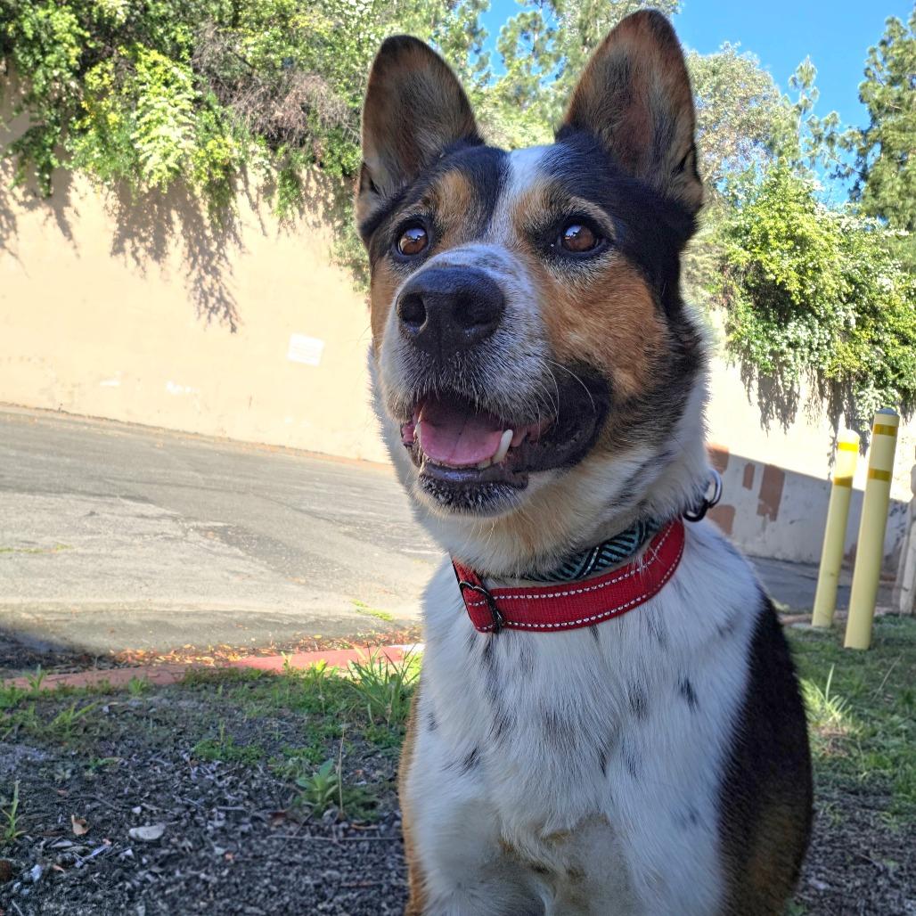 Enlarge Oree (C000-070) - Chino Hills Location, a Adoptable Cattle Dog in Chino Hills, CA image 5/6