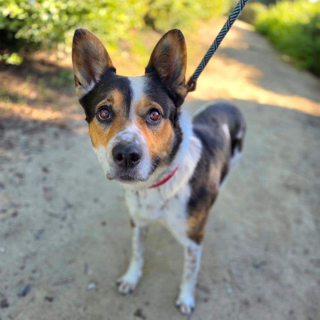 Enlarge Oree (C000-070) - Chino Hills Location, a Adoptable Cattle Dog in Chino Hills, CA image 6/6