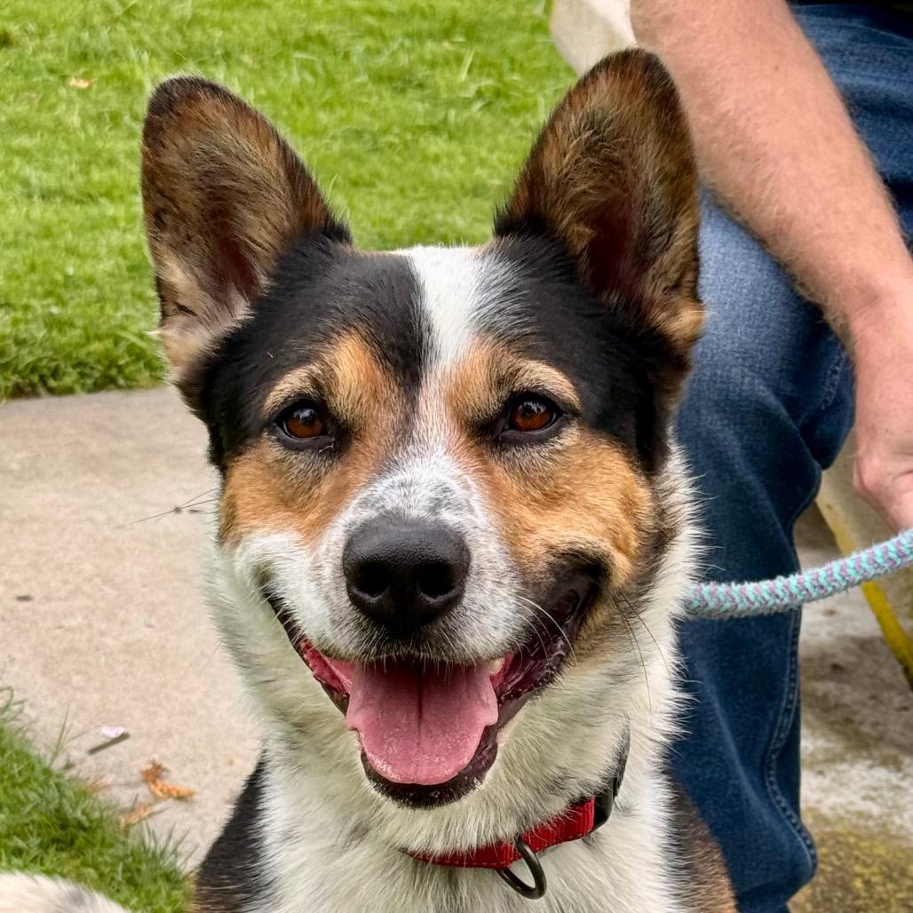 Enlarge Oree (C000-070) - City Of Industry Location, a Adoptable Cattle Dog in Chino Hills, CA image 6/6