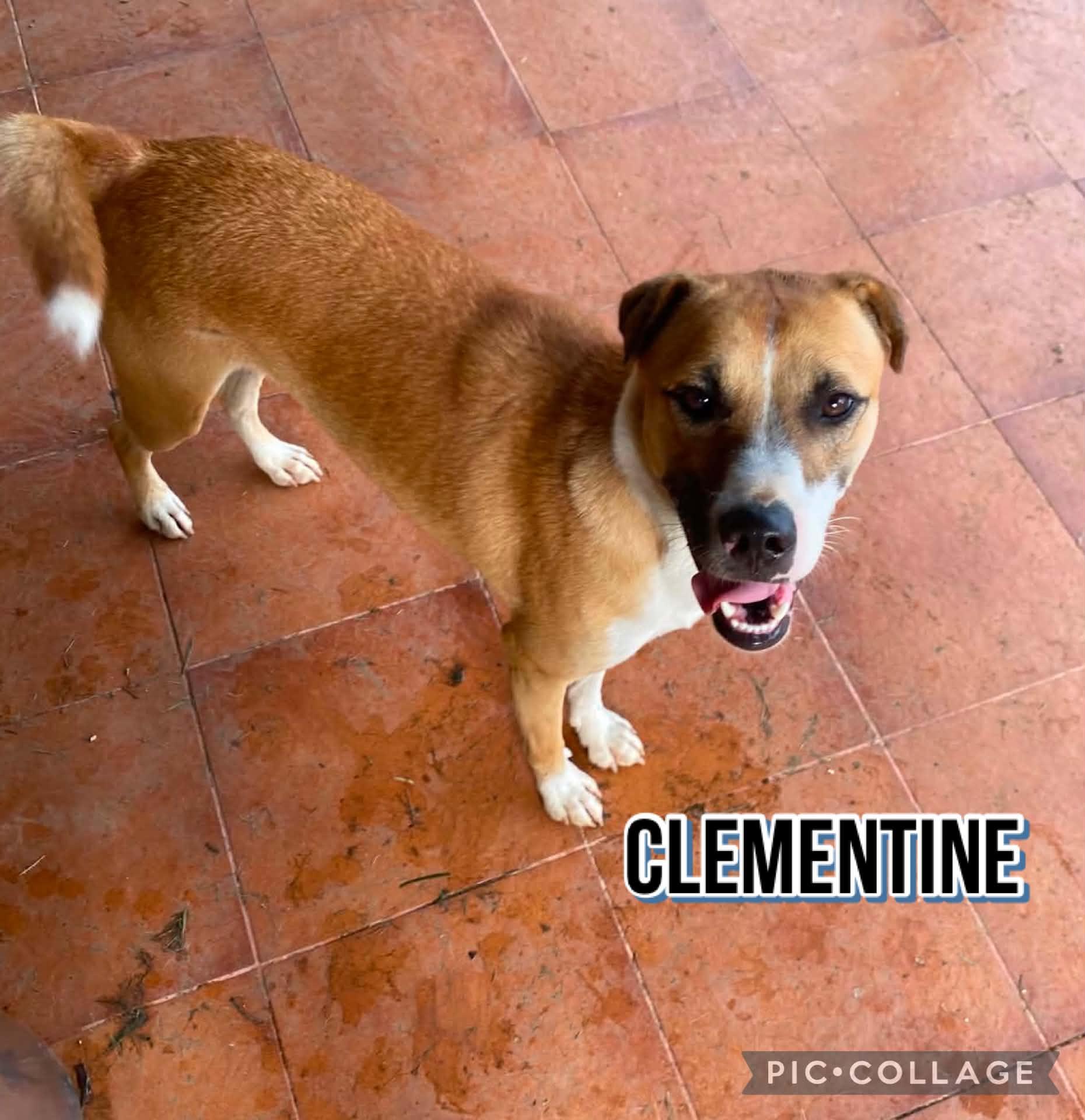 Enlarge CLEMENTINE, a Adoptable Labrador Retriever in Villalba, PR image 4/6