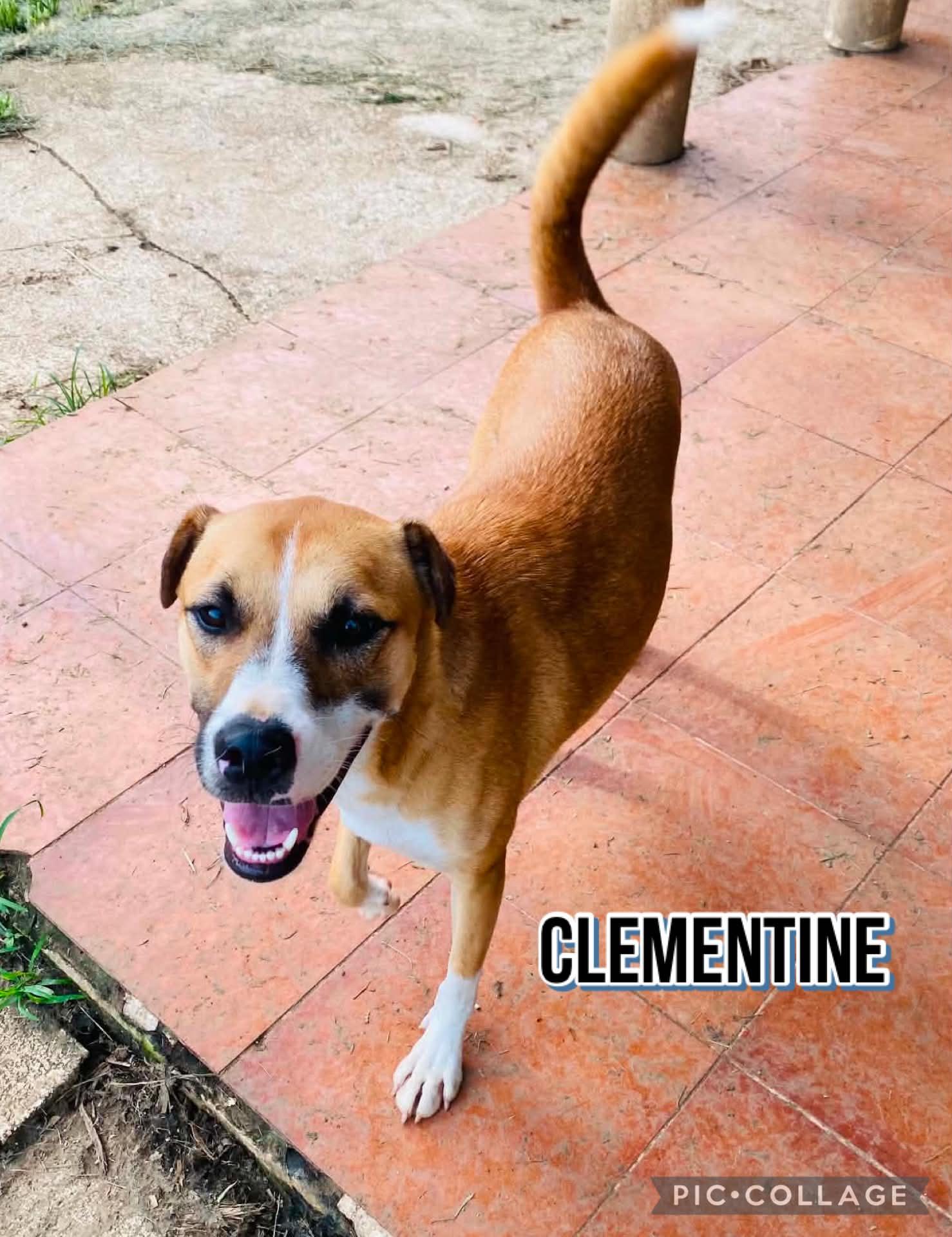 Enlarge CLEMENTINE, a Adoptable Labrador Retriever in Villalba, PR image 5/6