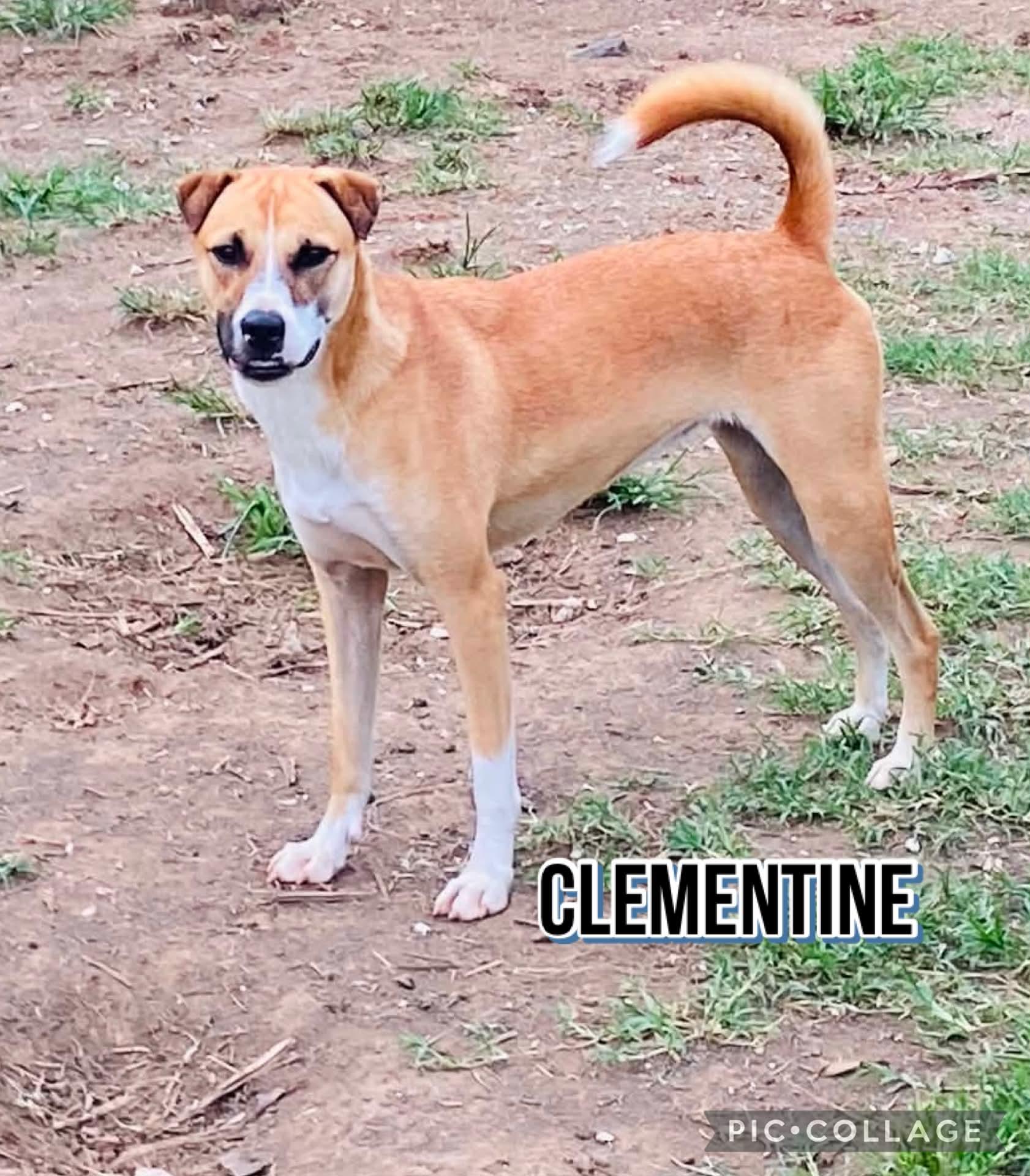 CLEMENTINE, Adoptable, Adult Female Labrador Retriever.