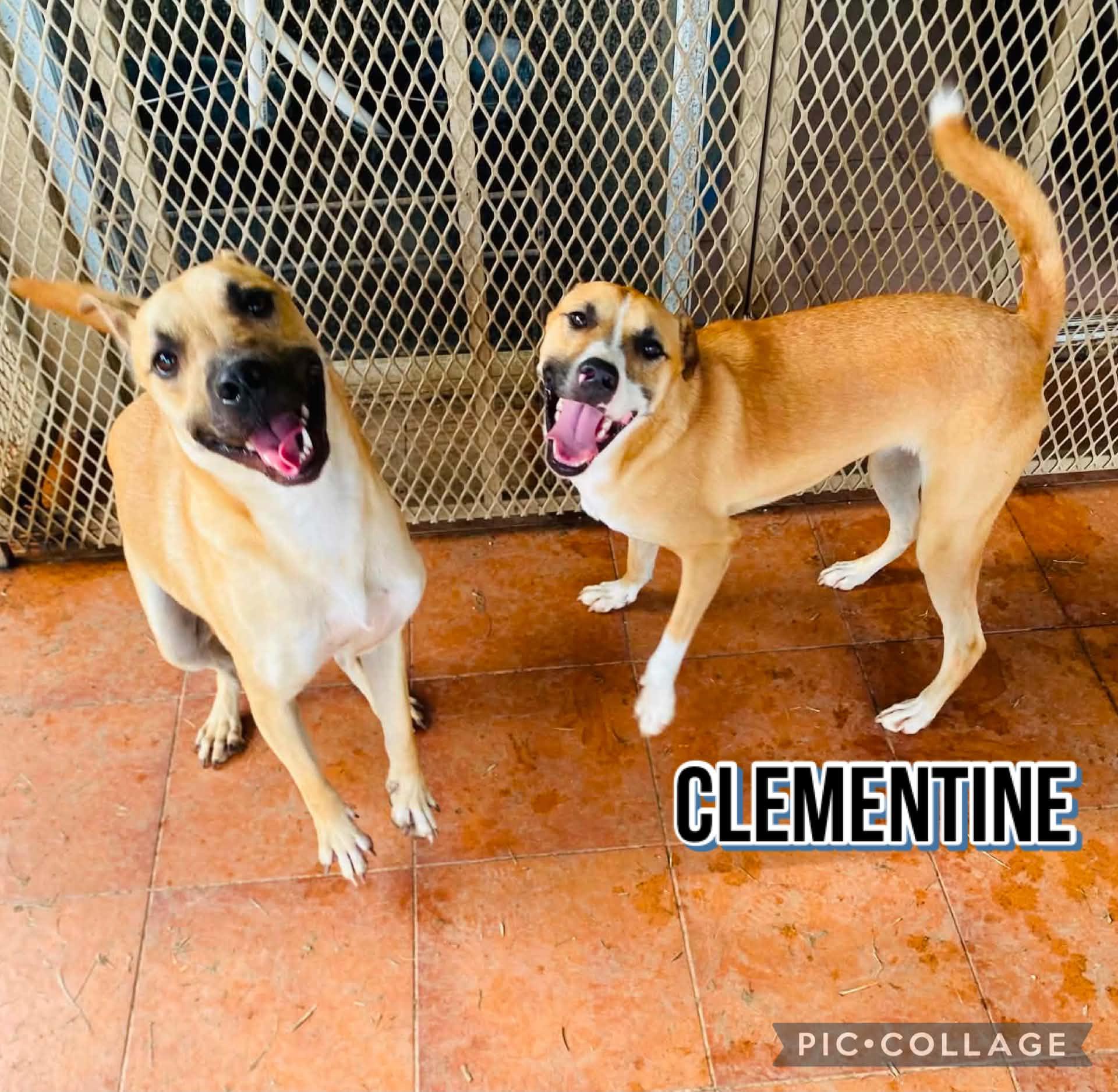 Enlarge CLEMENTINE, a Adoptable Labrador Retriever in Villalba, PR image 6/6