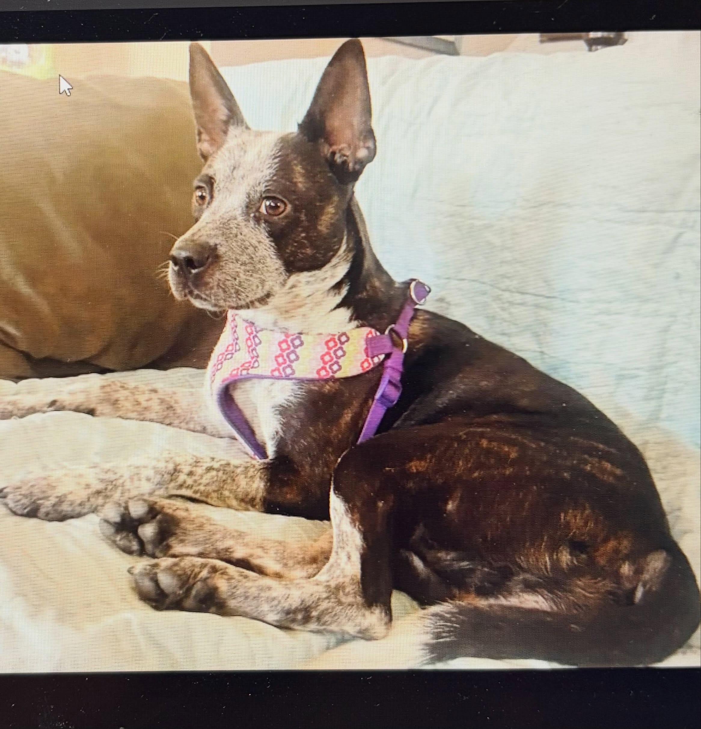 H'Azul, Adoptable, Adult Female Australian Cattle Dog / Blue Heeler.