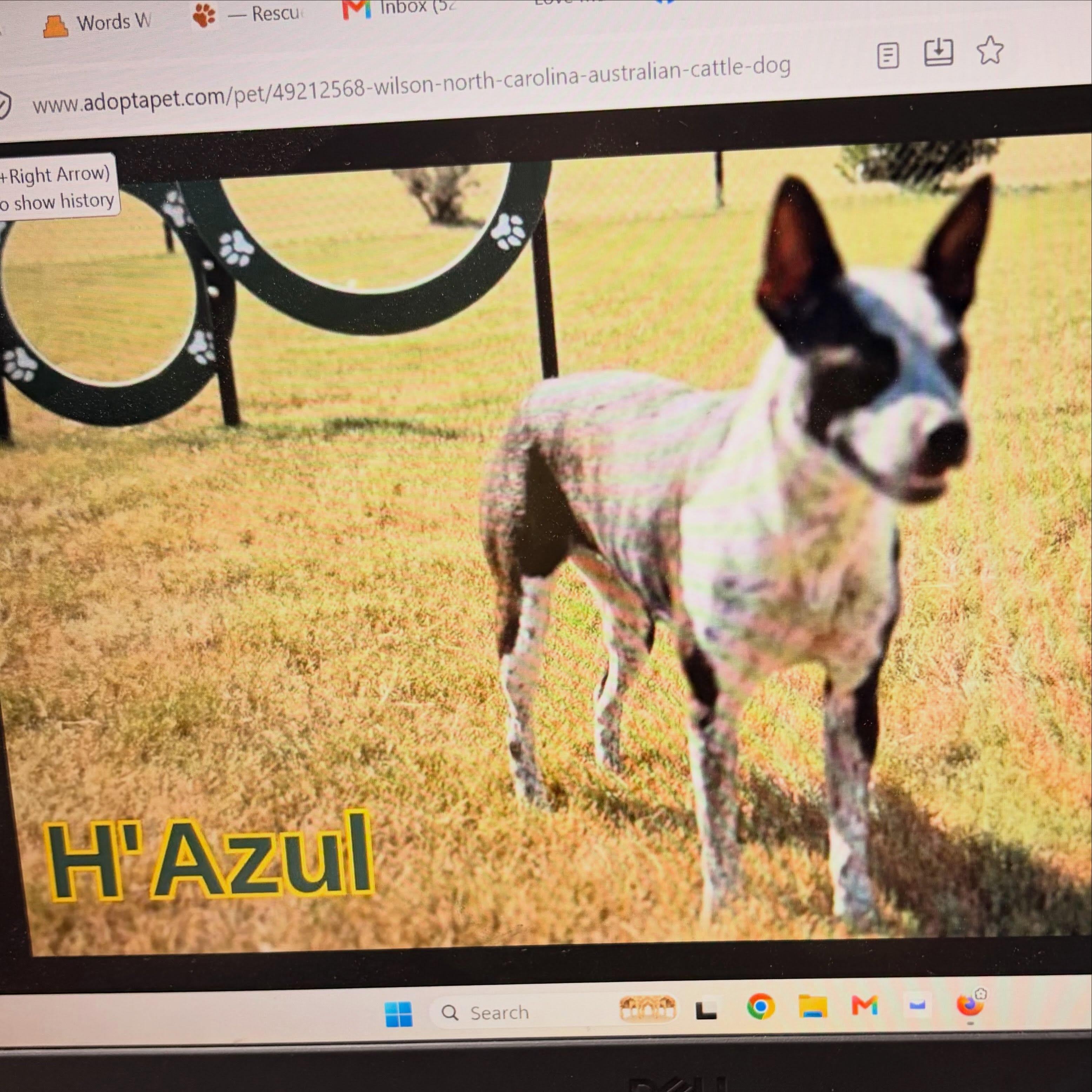 Enlarge H'Azul, a Adoptable Australian Cattle Dog / Blue Heeler in Raleigh, NC image 1/2