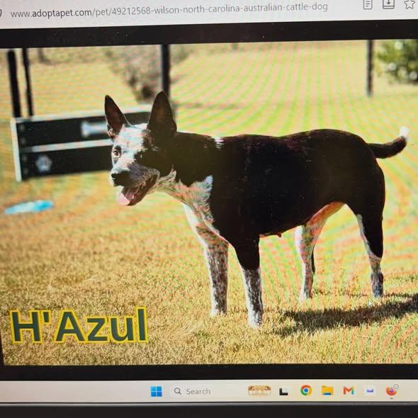 Enlarge H'Azul, a Adoptable Australian Cattle Dog / Blue Heeler in Raleigh, NC image 2/2