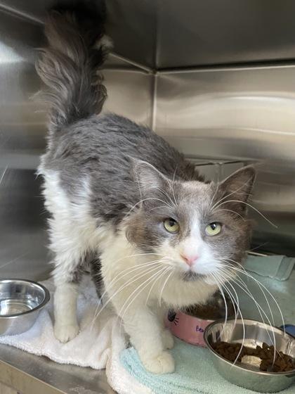 Bear, Adoptable, Adult Male Domestic Medium Hair & Domestic Short Hair.