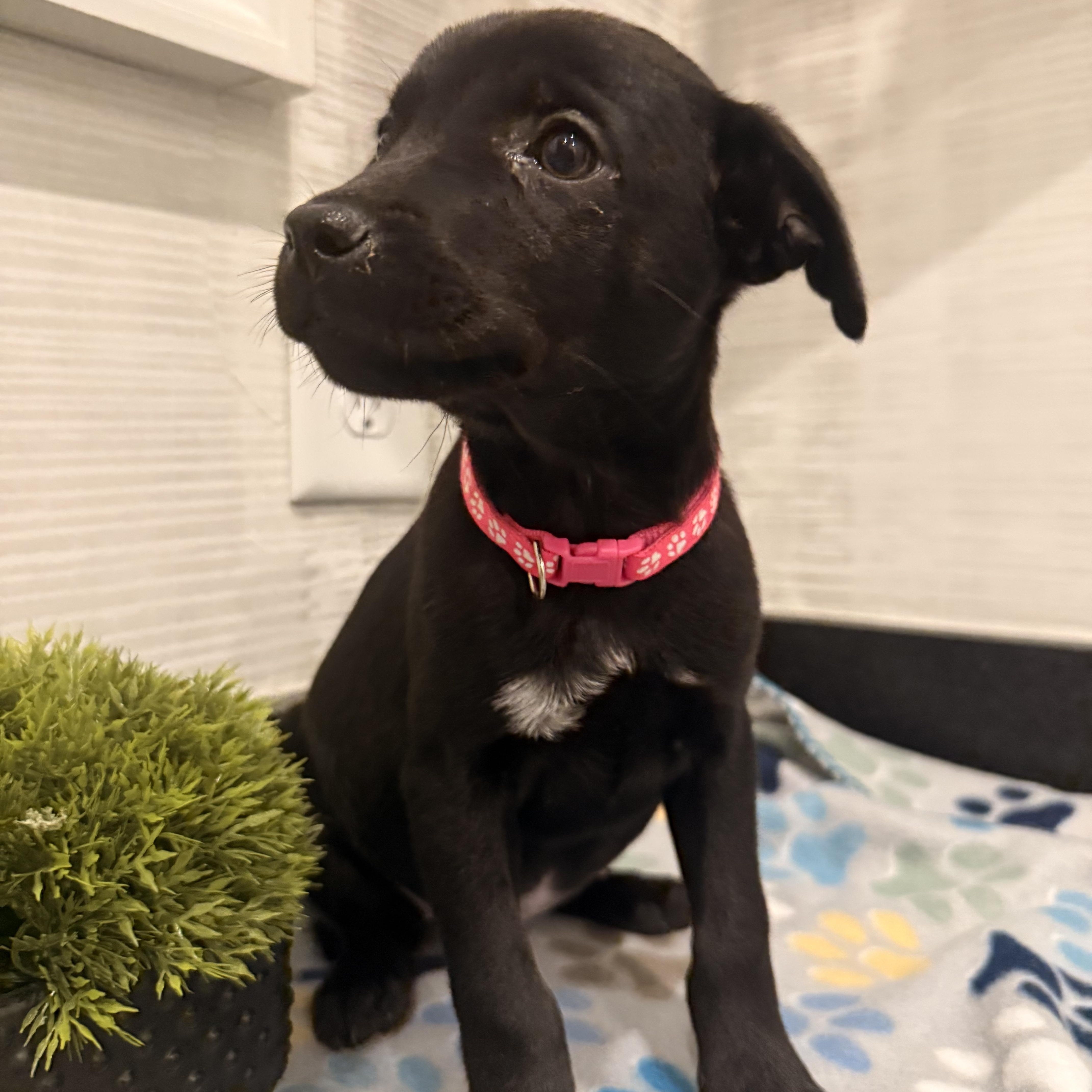 Beany -Thanksgiving Litter