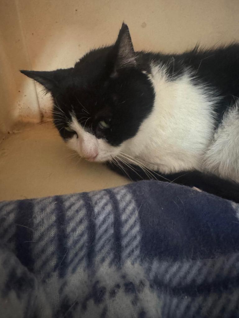 Marble, Adoptable, Senior Male Domestic Short Hair.